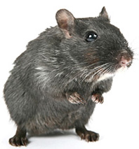 Black Rat
