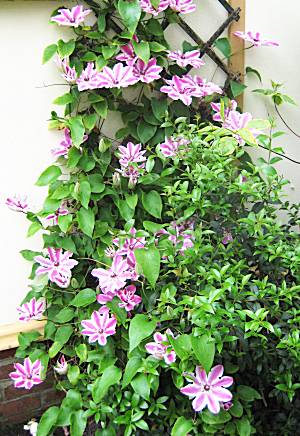 Clematis against wall