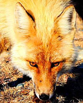 Face of Fox