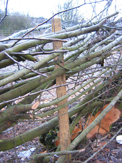 Layed Hawthorn Hedge