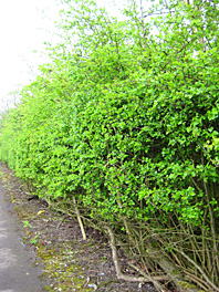 Layed Hedge
