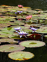 Water Lilies