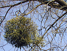 clump of Mistletoe