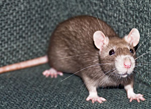 Rat on Furniture