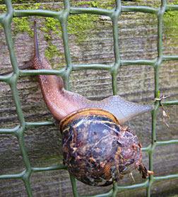 Snail on Fence