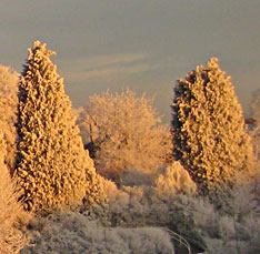 Frost Laden Trees