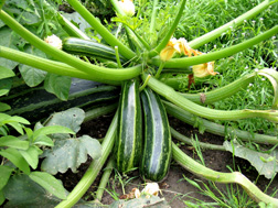 Courgettes