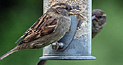 Feeding Birds