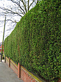 Hedge