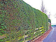 Hedge