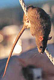 Rat descending a Rope