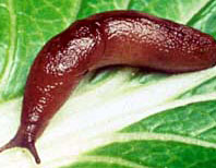 Slug on Leaf